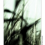 In the Barley