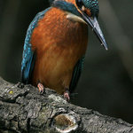 Ledňáček říční-Alcedo atthis