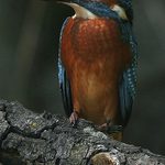 Ledňáček říční-Alcedo atthis