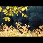 Pozdní letní odpoledne u řeky