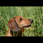 * Kde je paníček..