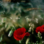 .. klaunovo pozdní odpoledne ..