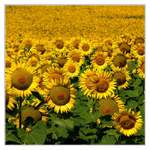 ...miliony sluncí...