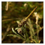 ...zastavení  vážky...