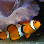 Klauní schovávaná