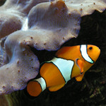 Klauní schovávaná nr. 2