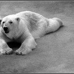 Polar bear