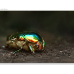 ...living rainbow...