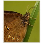 ...fragile beauty...