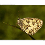 ...očkáň timotejkový...