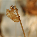 Múzeum voskových figurín