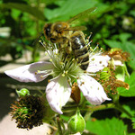 Moje první včelka :-)