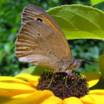 a ještě jeden motýl...