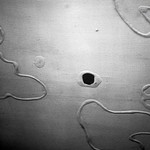 a topic for a headshrinker