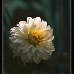 Že by smutná Jiřinka ?