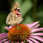 motyl