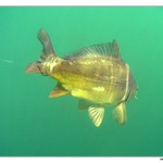 Chycen za špatnej konec ...