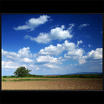 ...Stoji hruška v širem poli...