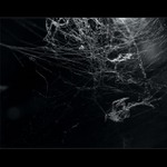 Záhady v pavoučích sítích