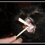 Otesánek - sním všechno!