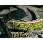 Ještěrka obecná /Lacerta agilis/