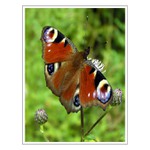 Babočka paví oko /Inachis Io/