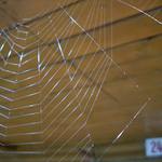 Pavučinka č.24 po průletu sršně