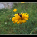 Včelka mája bez co nemá prsa