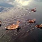 Kačičky na prechádzke