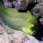 Murena zelená