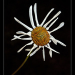 k tomu kadeřníkovi už nepůjdu