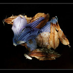 Byla jsem krásná, věříš?