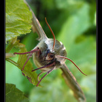 Lipák, alias airbus