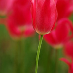 Tulip