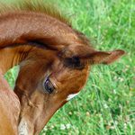 copak mě to kouslo?...