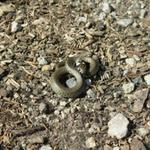 Na cestě jsme potkali mládě hádě