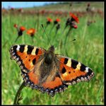 Babočka kopřivová