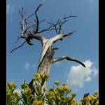 Nebožtík s motýlem