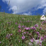 Jedna alpská stráň...