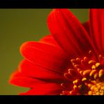 Gerbera