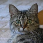 A fakt vyletí ptáček?