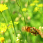 perleťovec malý II