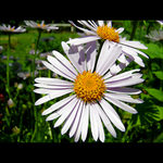 ...vezme si mě,nevezme si mě...