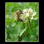 Pořád nemá dost ...