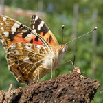 Babôčka bodliaková - Vanessa cardui L.
