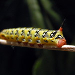 Lišaj mliečnikový - Celerio euphorbiae