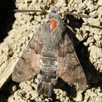 Lišaj marinkový - Macroglossum stellatarum L.
