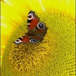 Ani najíst mě nenecháš !  ...  letím pryč