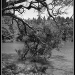 Mezi vodou a stromem