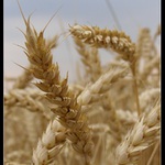 Jeden klásek z mnoha....